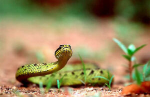 Atheris Nitschei