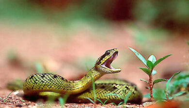 Atheris Nitschei