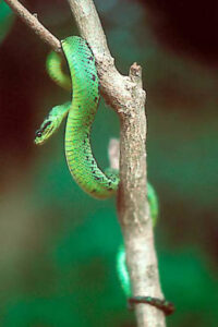 Atheris Nitschei