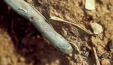 Atractaspis irregularis conradsi