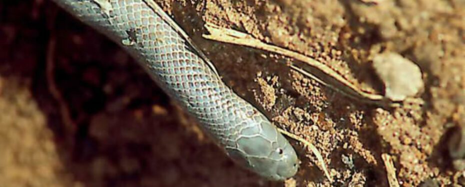 Atractaspis irregularis conradsi