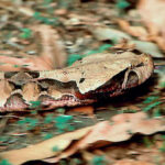 Bitis Gabonica