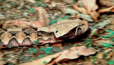 Bitis Gabonica