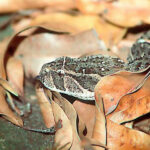 Bitis Arietans