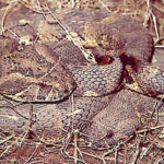 Bitis Arietans