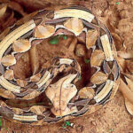 Bitis Gabonica