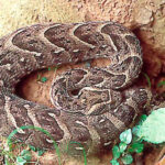 Bitis Arietans