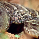 Bitis Arietans