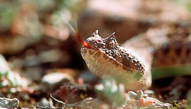 Bitis Caudalis