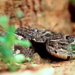 Bitis Arietans