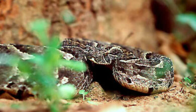 Bitis Arietans