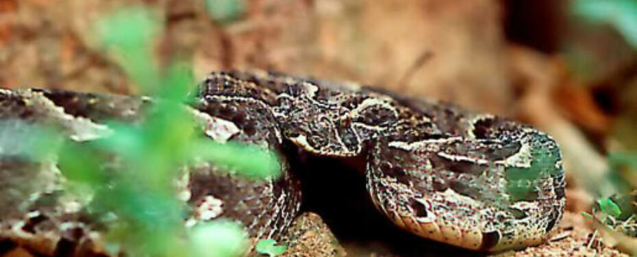 Bitis Arietans