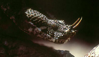 Bitis Nasicornis