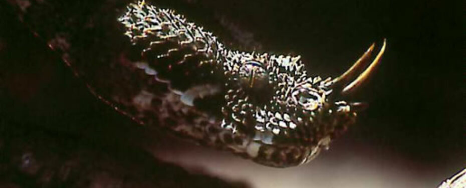 Bitis Nasicornis