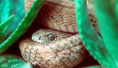 Boiga Blandingi