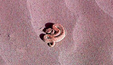 Cerastes vipera