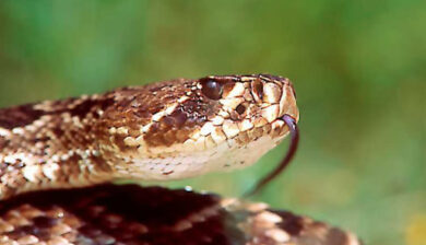 Crotales Adamanteus