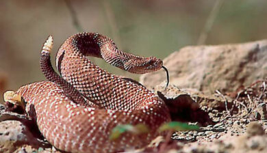 Crotales Vegrandis