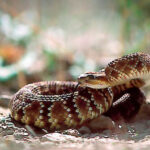 Crotales Molussus