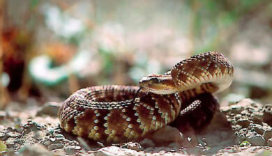 Crotales Molussus