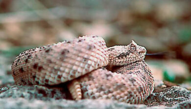 Crotales Cerastes
