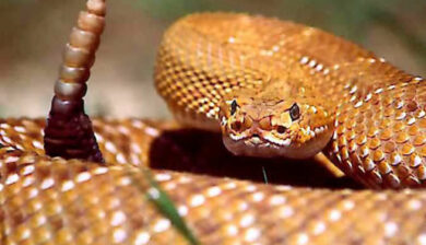 Crotales Basiliscus