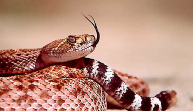 Crotales Atrox