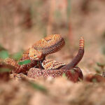 Crotales Basiliscus