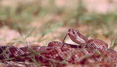 Crotales Viridis