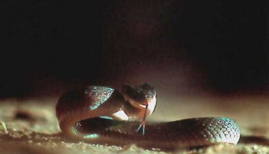 Crotaphopeltis