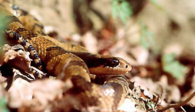 Cyclagras gigas