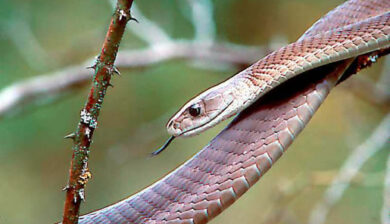 Dendroaspis Polylepis