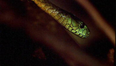 Dendroaspis Jamesoni