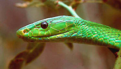Dendroaspis Angusticeps