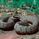 Dasypeltis scabra