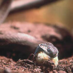 Dasypeltis scabra