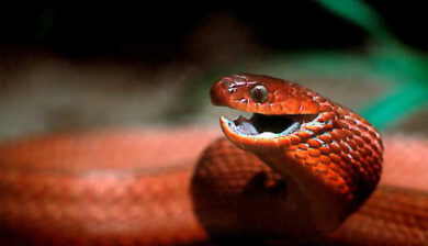 Dasypeltis scabra