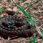 Dasypeltis scabra