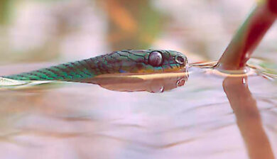 Dipsadoboa
