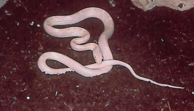 Elaphe Obsoleta