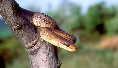 Elaphe Longissima
