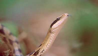 Elaphe Taeniurus