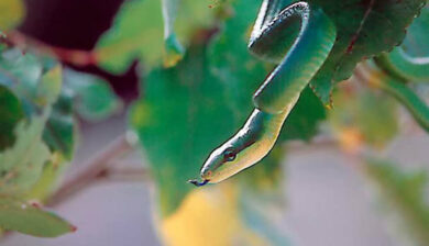 Gonyosoma oxycephala