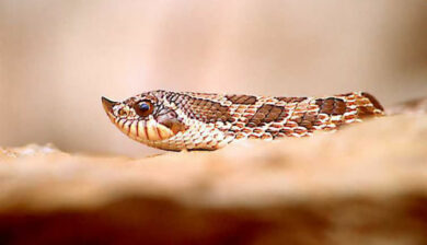 Heterodon nasicus