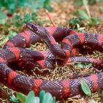 Lampropeltis Mexicana