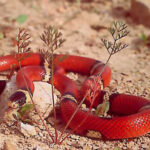 Lampropeltis triangulum silanoe