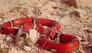 Lampropeltis triangulum silanoe
