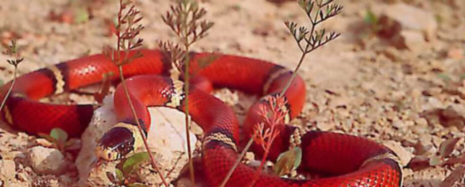 Lampropeltis triangulum silanoe