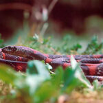 Lampropeltis Mexicana