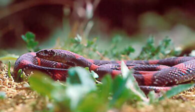 Lampropeltis Mexicana